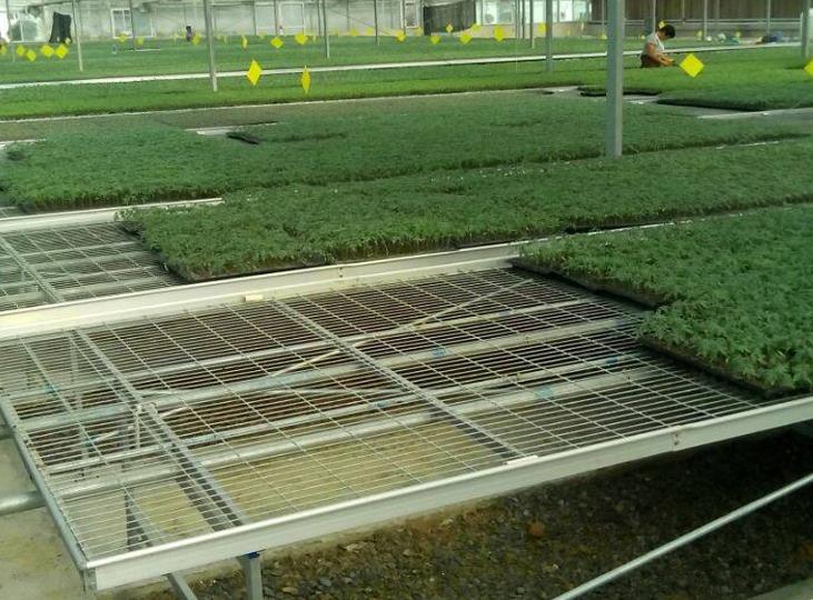 <a href='http://www.zycyzx.com/miaochuangsheshi/199.html'target='_blank'><a href='http://www.zycyzx.com/miaochuangsheshi/199.html'target='_blank'><a href='http://www.zycyzx.com/miaochuangsheshi/199.html'target='_blank'>育苗床</a></a></a>.jpg